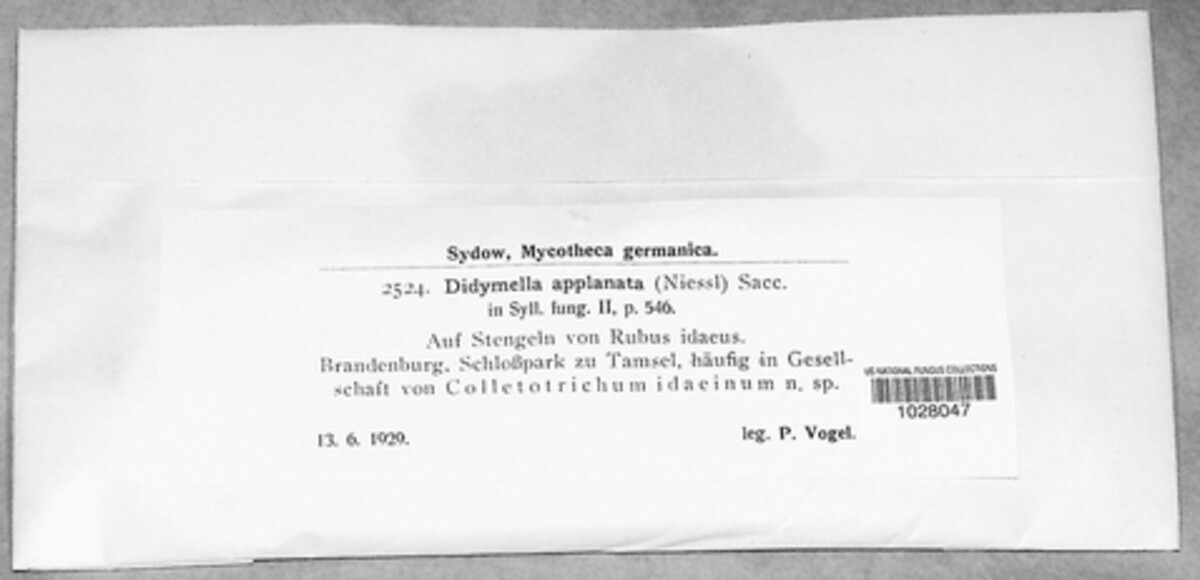Xenodidymella applanata image